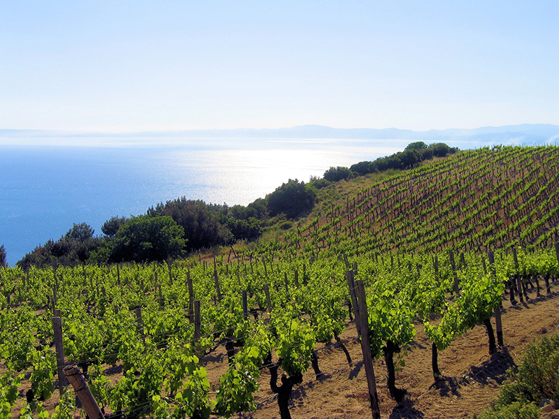 wineplus-vineyard