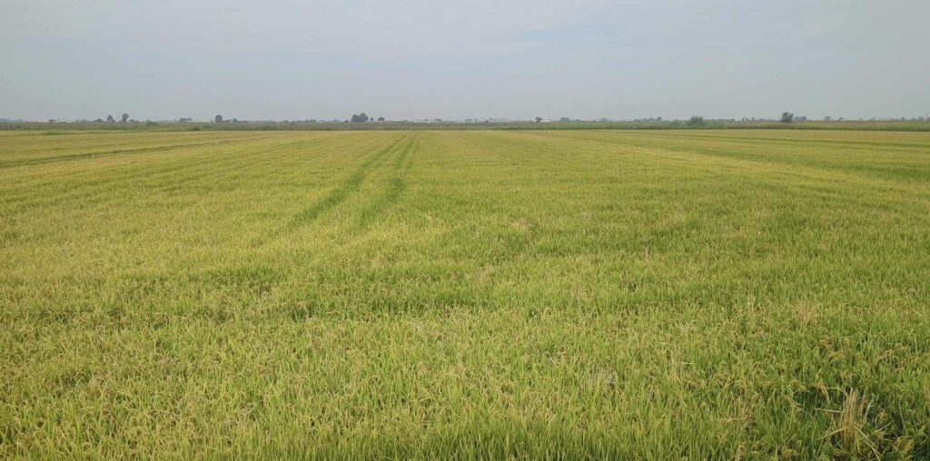 Agricultural-Cooperation-of-Halastra-rice-crop